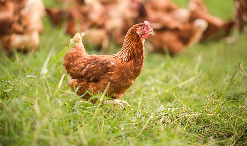 Eggs - Eggs brown hen - Vine House Farm Eggs - brown hen
