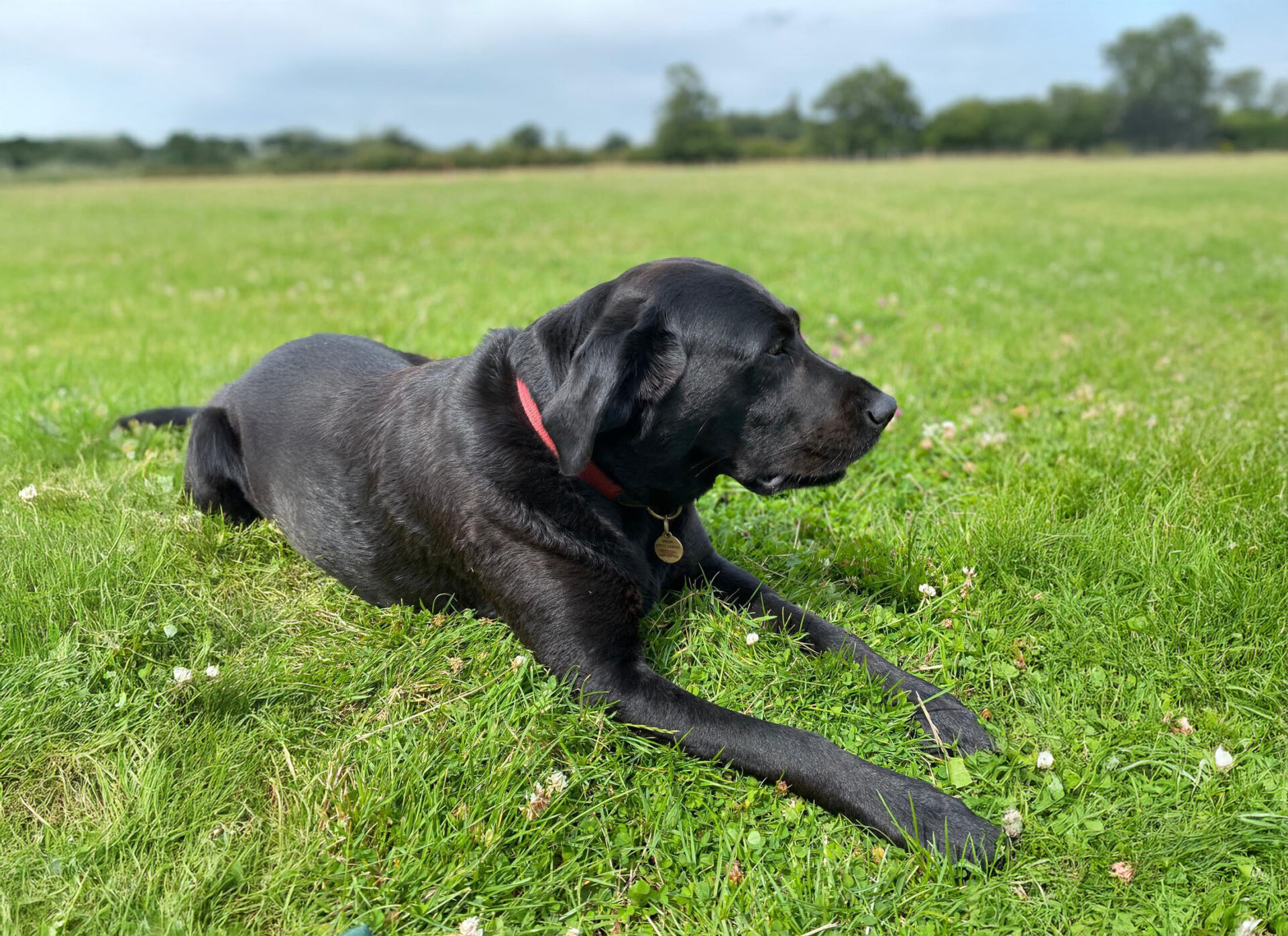 Book our dog park - Fearney edit - Vine House Farm Fearney edit - Book our dog park - Vine House Farm