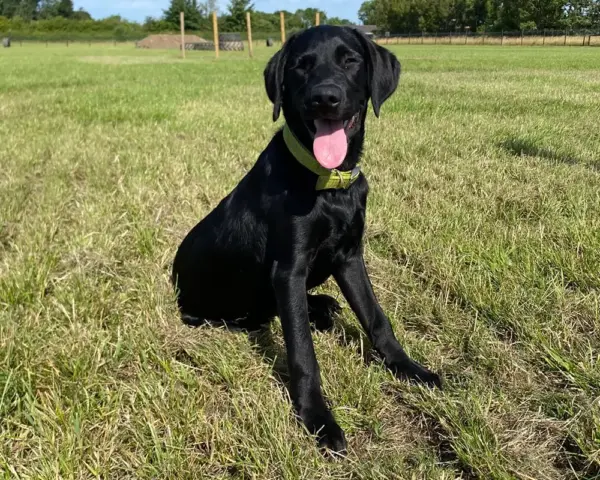 Book our dog park - Vine House Dog Park 1 - Vine House Farm A black dog sitting on the grass at Vine House Farm Shop Dog Park