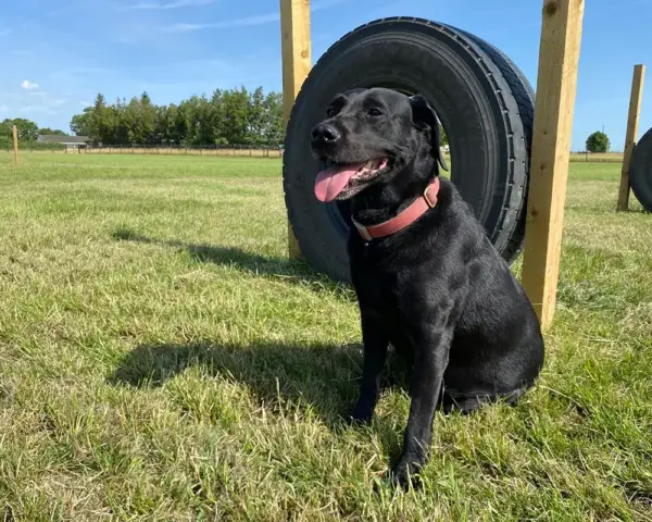 Book our dog park - Vine House Dog Park 10 - Vine House Farm A black dog sitting next to a tyre at Vine House Farm Shop Dog Park