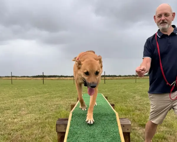 Book our dog park - Vine House Dog Park 13 - Vine House Farm A brown dog sitting walking on an obstacle course with their trainer at Vine House Farm Shop Dog Park