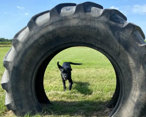Book our dog park - Vine House Dog Park 14 - Vine House Farm A black dog running towards a tyre at Vine House Farm Shop Dog Park