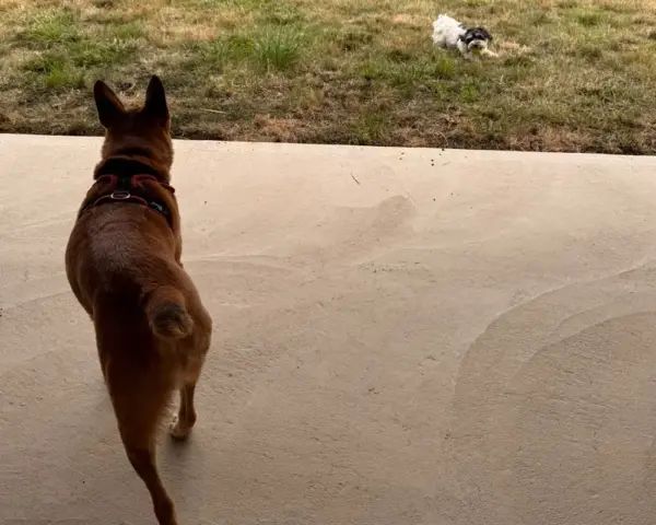 Book our dog park - Vine House Dog Park 16 - Vine House Farm Dogs playing at Vine House Farm Shop Dog Park