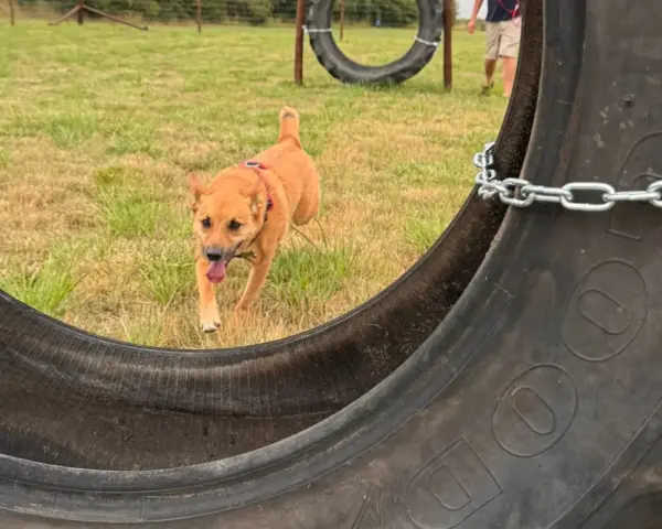 Book our dog park - Vine House Dog Park 17 - Vine House Farm A brown dog running towards a tyre at Vine House Farm Shop Dog Park