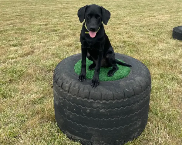 Book our dog park - Vine House Dog Park 18 - Vine House Farm A black dog sitting on a tyre at Vine House Farm Shop Dog Park