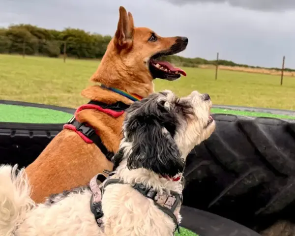 Book our dog park - Vine House Dog Park 19 - Vine House Farm Two dogs sitting on a tyre at Vine House Farm Shop Dog Park