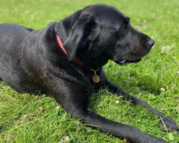 Book our dog park - Vine House Dog Park 2 - Vine House Farm A black dog laying on the grass at Vine House Farm Shop Dog Park
