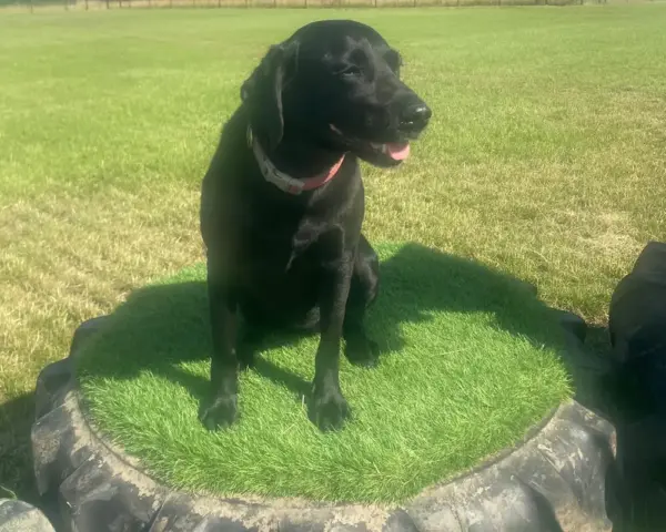 Book our dog park - Vine House Dog Park 20 - Vine House Farm A black dog sitting on a tyre at Vine House Farm Shop Dog Park