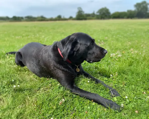 Book our dog park - Vine House Dog Park 21 - Vine House Farm A black dog lying on the grass at Vine House Farm Shop Dog Park