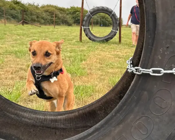 Book our dog park - Vine House Dog Park 5 - Vine House Farm A brown dog jumping through a tyre at Vine House Farm Shop Dog Park