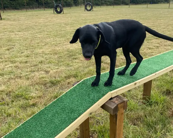 Book our dog park - Vine House Dog Park 6 - Vine House Farm A black dog walking an obstacle course at Vine House Farm Shop Dog Park