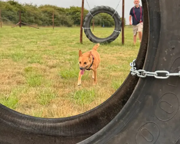 Book our dog park - Vine House Dog Park 8 - Vine House Farm A brown dog walking towards a tyre at Vine House Farm Shop Dog Park