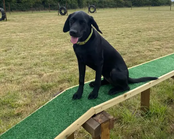 Book our dog park - Vine House Dog Park 9 - Vine House Farm A black dog sitting on an obstacle course at Vine House Farm Shop Dog Park