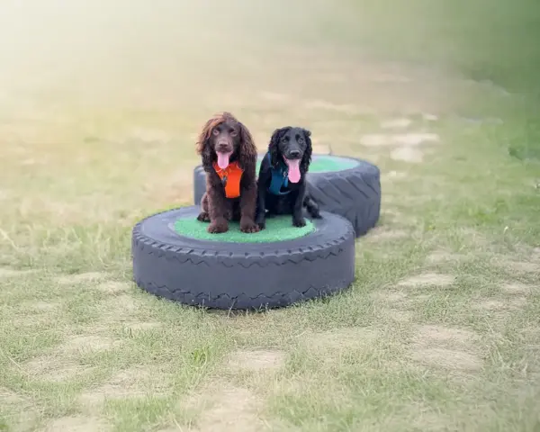 Archie Douggie edit (2)