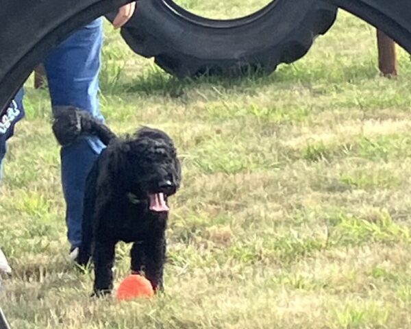 Eli Cockerpoo