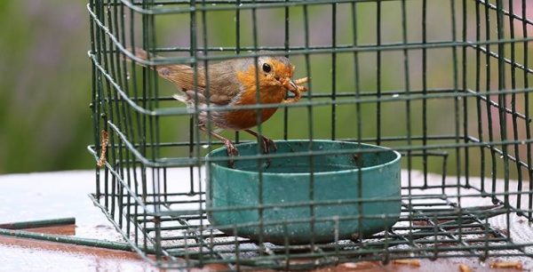 Live Food Feeders