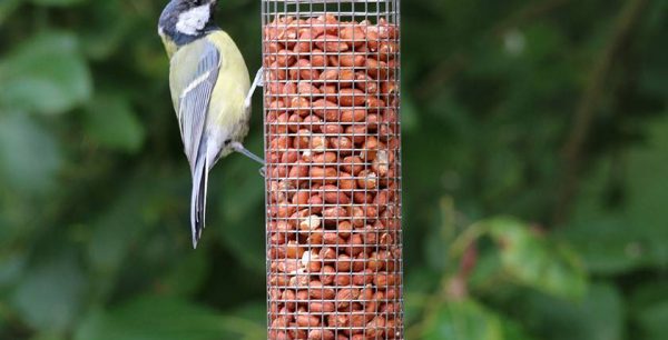 Peanut Feeders