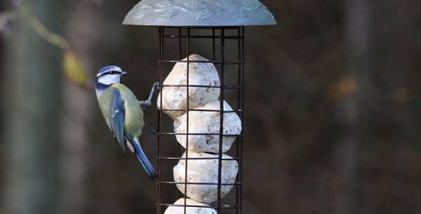 Suet Feeders