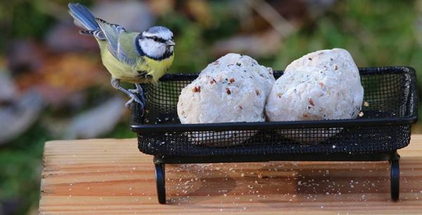 Suet Food